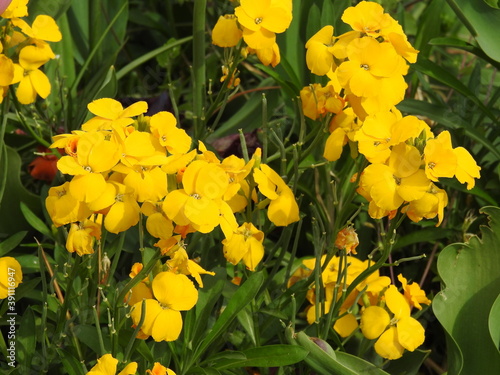 Yellow tiny flowers