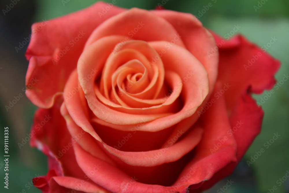 rose rose