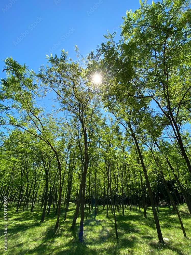 Fototapeta premium trees in the forest