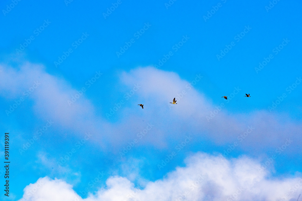 Fototapeta premium Birds flying in the blue sky