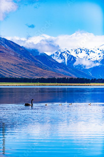 Birds swimming on a mountain lake in New Zealand © Ingmar