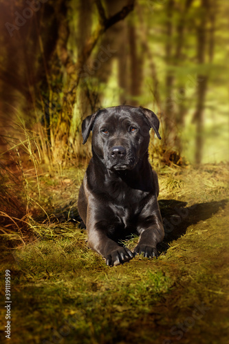 Hund im Wald