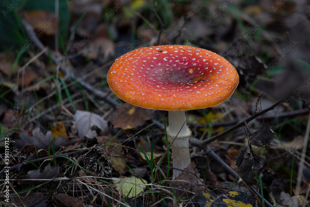 Fliegenpilze im Herbst auf Waldboden Fliegenpilze im Herbst auf Waldboden