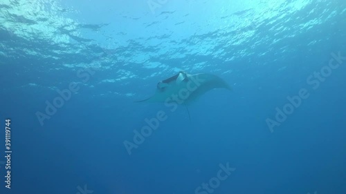 Giant Black Oceanic Manta floating on a background of blue water in search of plankton. Underwater scuba diving in Indonesia. photo