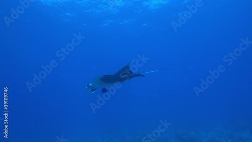 Giant Black Oceanic Manta floating on a background of blue water in search of plankton. Underwater scuba diving in Indonesia. photo