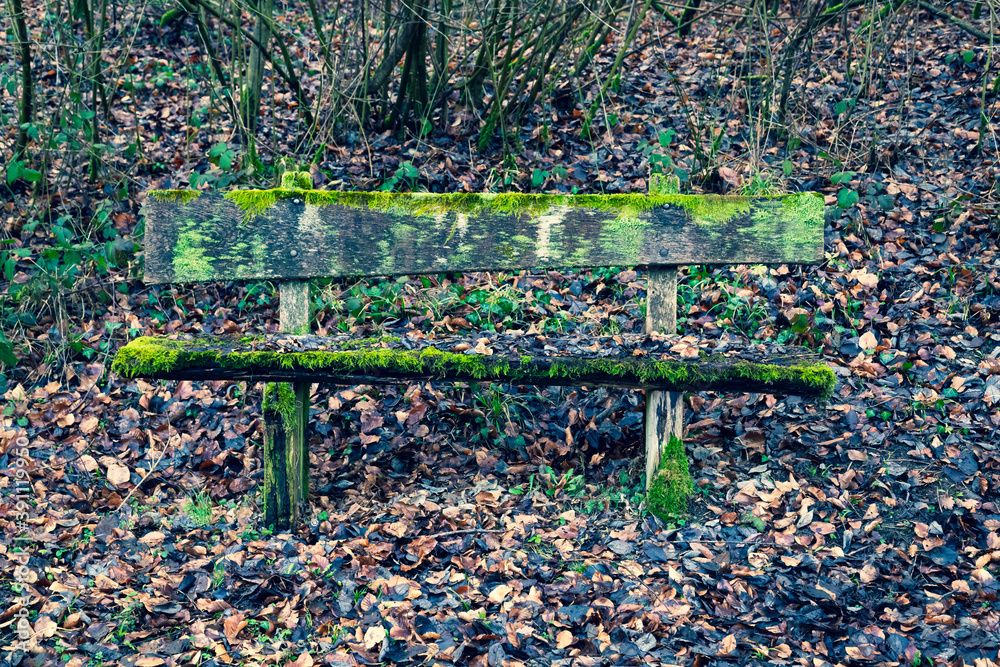 old wooden bench covered with moss old wooden bench covered with moss