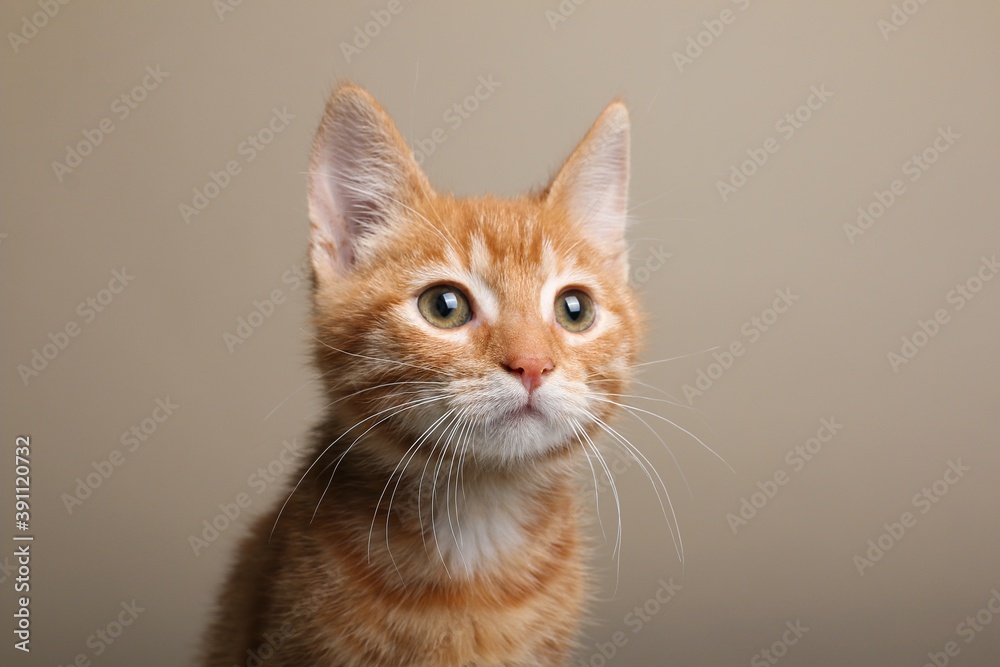 Beautiful orange cat in front of a background