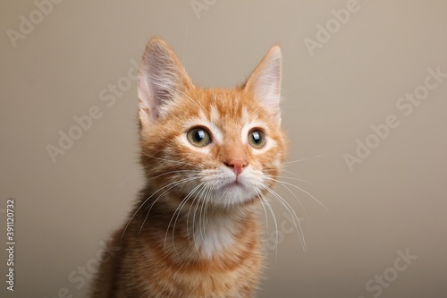 Beautiful orange cat in front of a background © Djomas