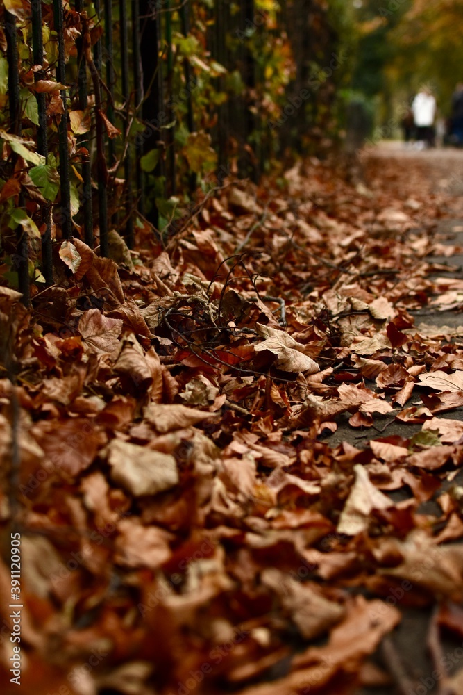 autumn leaves on the side of walkway in november autumn leaves on the side of walkway in november