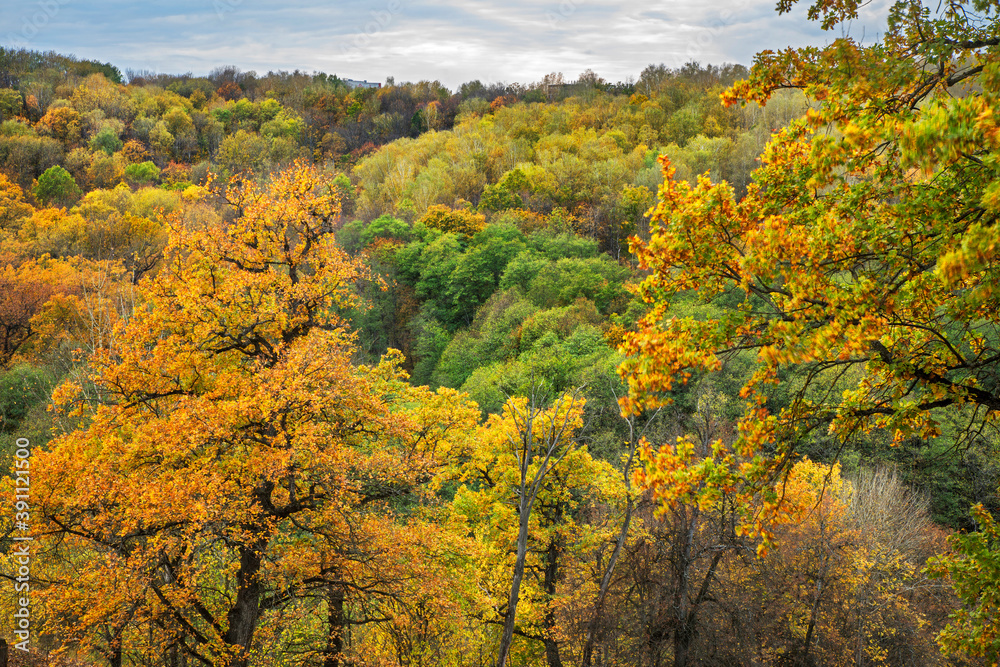 Grove Nightingales in Bryansk. Russia Grove Nightingales in Bryansk. Russia
