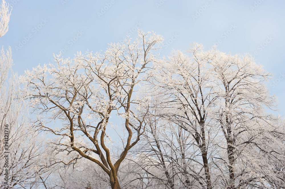 Branches of trees in the park, covered with frost. Branches of trees in the park, covered with frost.