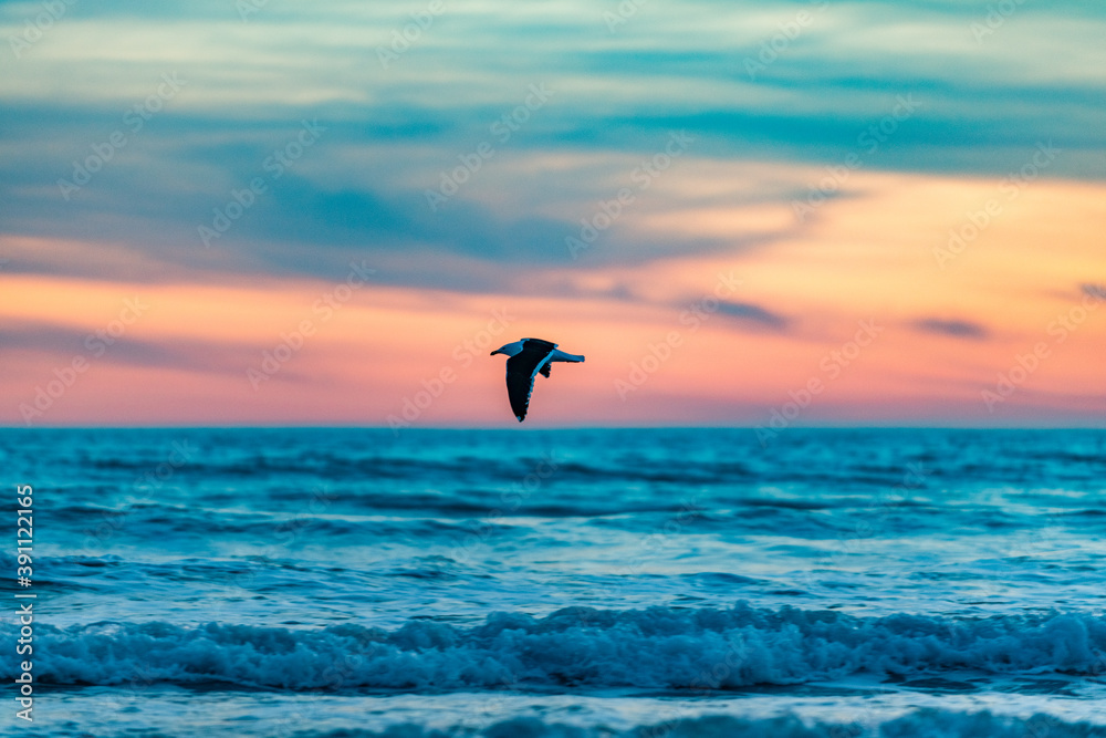 Bird flies towards sunset