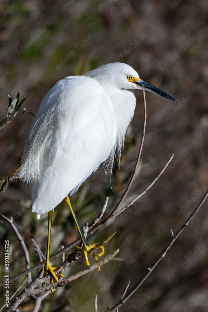 Snow White Egret clings to a dry branch perch of the mangrove over the reflective pond water while keeping alert eye out for danger. Snow White Egret clings to a dry branch perch of the mangrove over the reflective pond water while keeping alert eye out for danger.