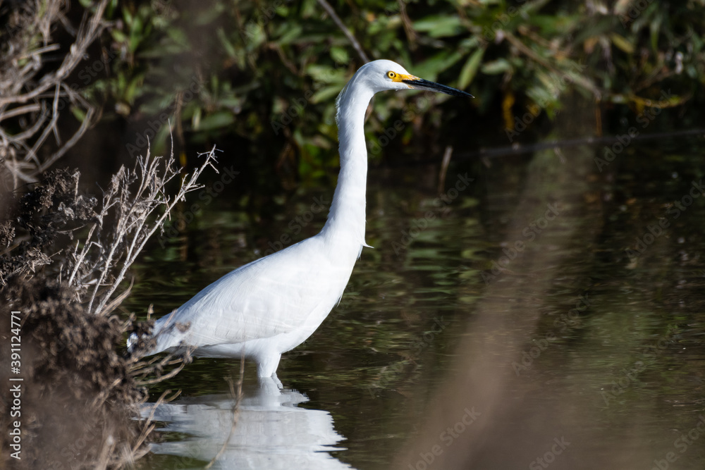 Snow White Egret wades in shallow shore of pond while patiently waiting for a tasty meal to swim by Snow White Egret wades in shallow shore of pond while patiently waiting for a tasty meal to swim by