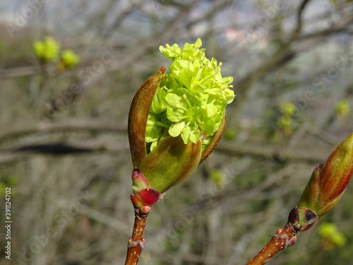 Fototapeta Naklejka Na Ścianę i Meble -  spring Leaves