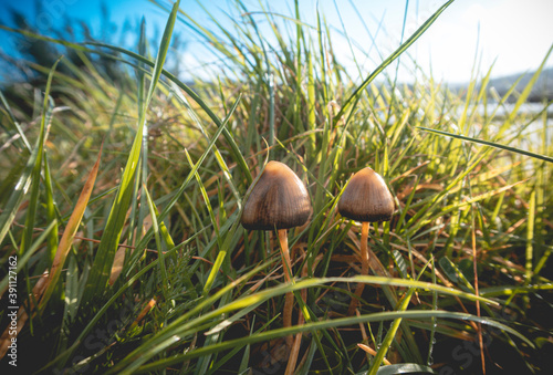 A liberty cap mushroom (Psilocybe semilanceata), known for its hallucinogenic properties, grows in a grassy field in southwest
 Ireland