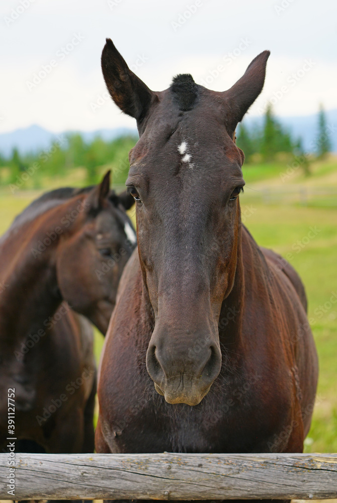 Two brown horses on a ranch in summer in Grand Teton National Park in Wyoming, United States Two brown horses on a ranch in summer in Grand Teton National Park in Wyoming, United States