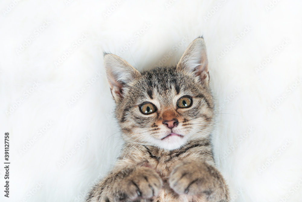 Cute little tabby kitten lying on fur white blanket