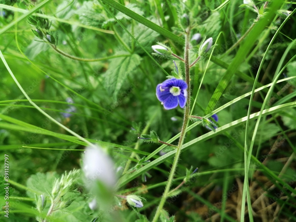 blue flower in the grass blue flower in the grass