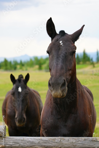 Two brown horses on a ranch in summer in Grand Teton National Park in Wyoming  United States