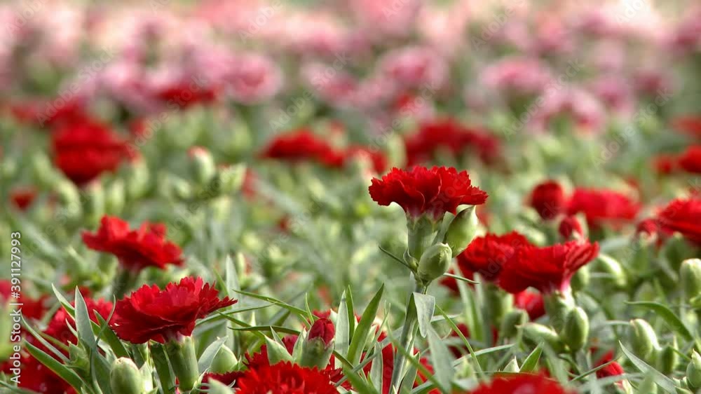 Flowers in bloom in industrial greenhouse video Flowers in bloom in industrial greenhouse video