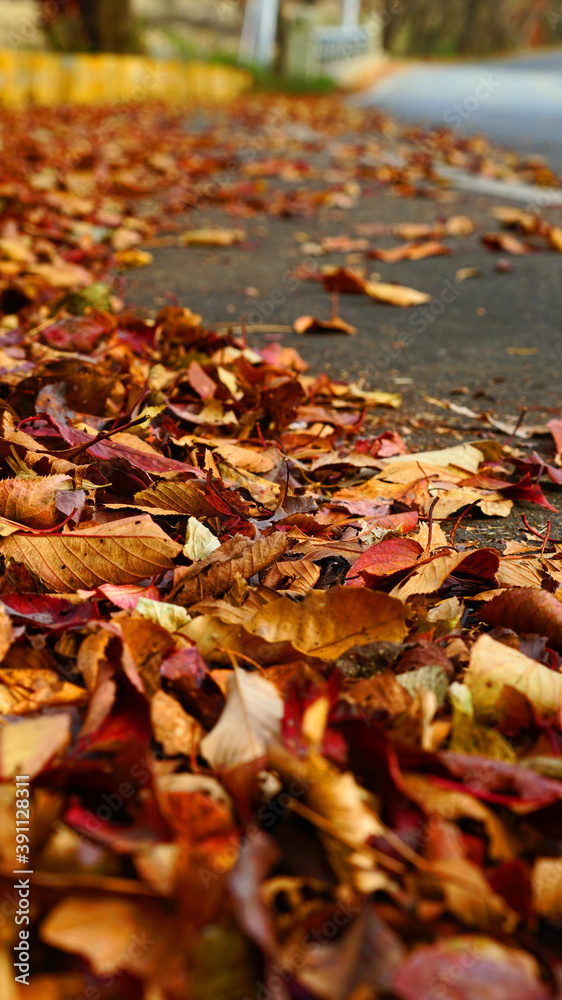 fallen leaves piled up on the side of the road. fallen leaves piled up on the side of the road.