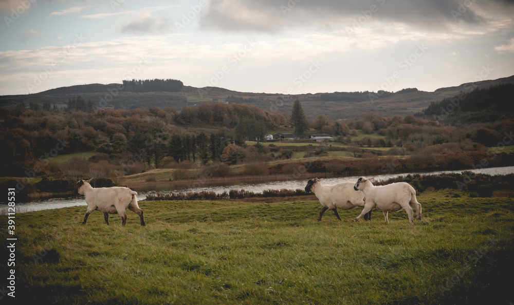 Sheep grazing in the meadow. In the background blue sky and high hills. southwest of ireland Sheep grazing in the meadow. In the background blue sky and high hills. southwest of ireland