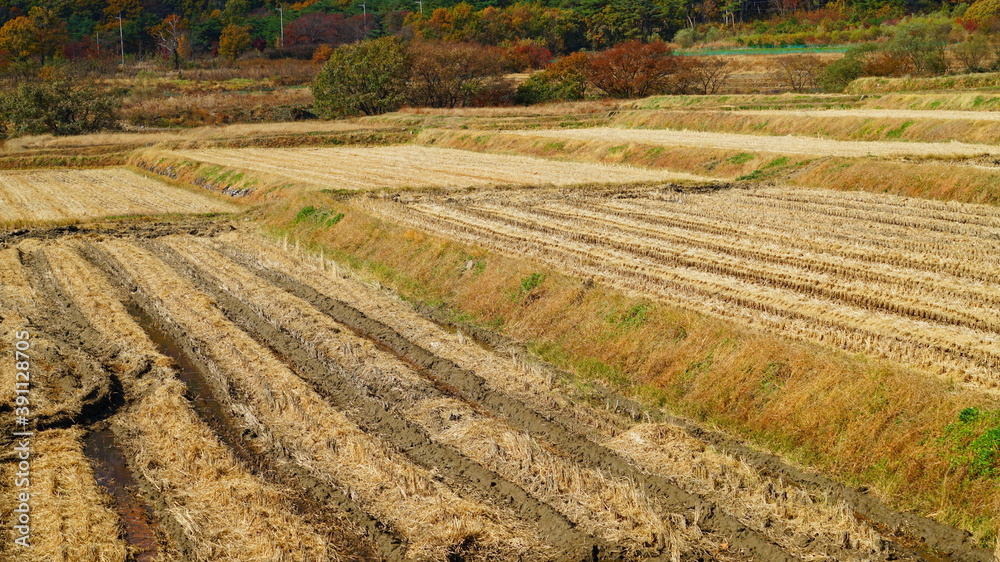 a rice paddy on the slopes of the mountainside.