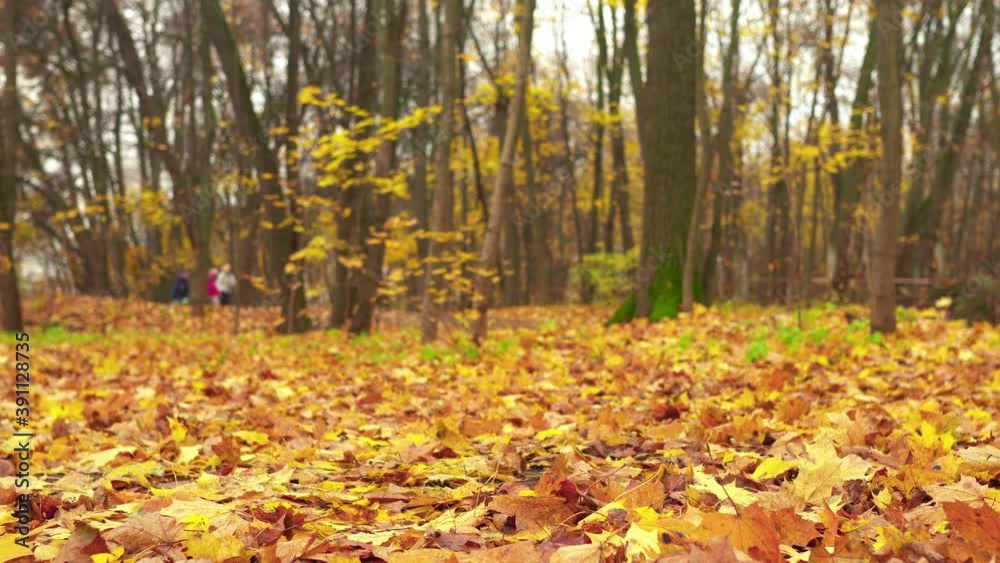 Trees in the Park in autumn Trees in the Park in autumn