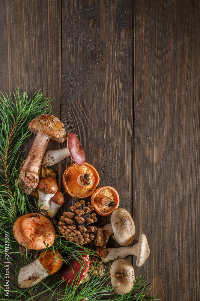 mushrooms on the background of a tree.Pine cone and green branch on wooden table, copy space for text. Cooking delicious organic mushroom Lactarius deliciosus.Christmas card. mushrooms on the background of a tree.Pine cone and green branch on wooden table, copy space for text. Cooking delicious organic mushroom Lactarius deliciosus.Christmas card.