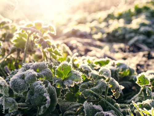 Winter scene. Green leafs covered with frost. Selective focus. Nobody. Cold season concept. Sun flare in the background
