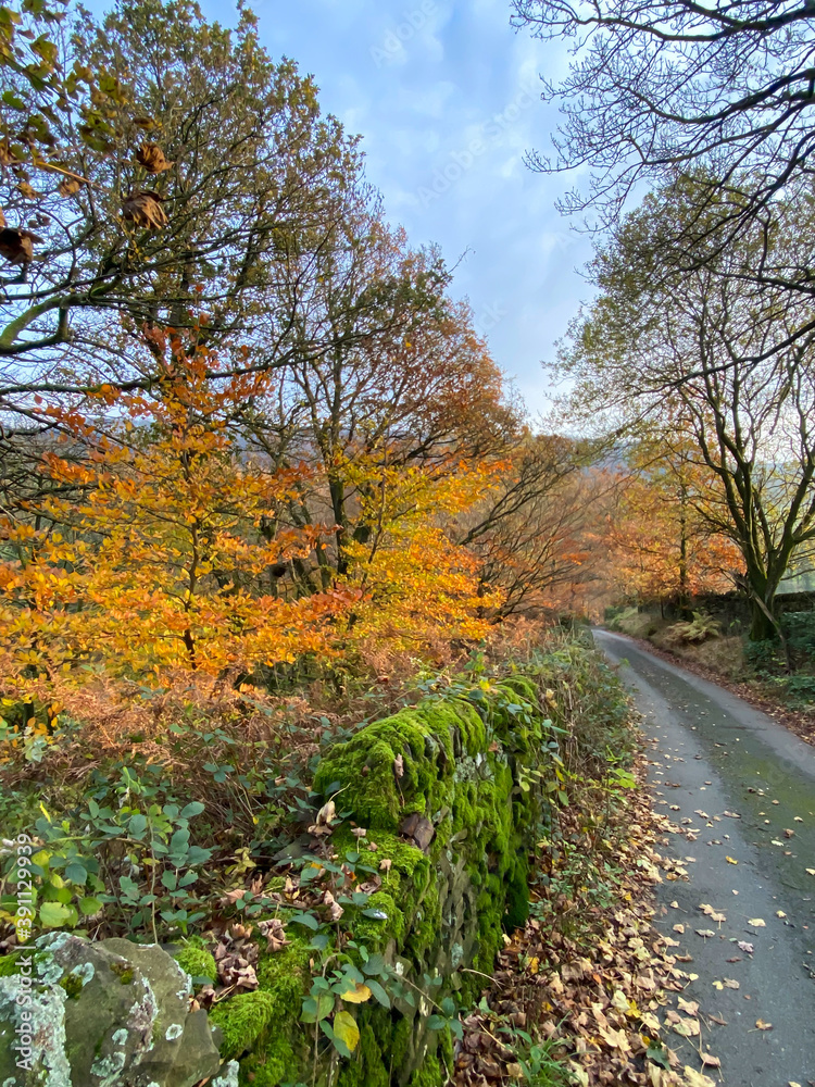 Autumn in Macclesfield Forest Autumn in Macclesfield Forest