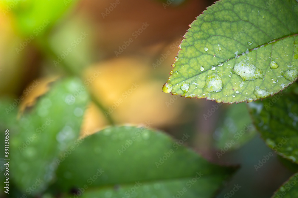 Close Up green leaf under sunlight in the garden. Natural background with copy space. Close Up green leaf under sunlight in the garden. Natural background with copy space.