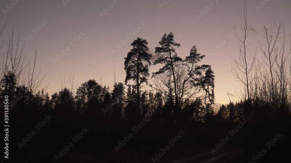 Twilight in a wooded environment after the sun is down. Bare shrubs and pine trees dark silhouettes in autumn on evening sky background in a dusk hour. November landscape at a forest clearing. Twilight in a wooded environment after the sun is down. Bare shrubs and pine trees dark silhouettes in autumn on evening sky background in a dusk hour. November landscape at a forest clearing.
