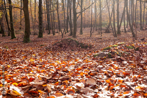Herbstlaub im Wald zwischen B  umen mit Gegenlicht