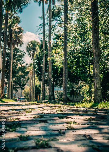 Grass Growing Between Cobblestones on a Tree-lines Street