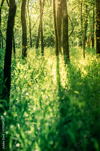 Light Shining Across the Ground in an Open Forest