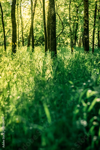 Light Shining Through a Forest of Trees.
