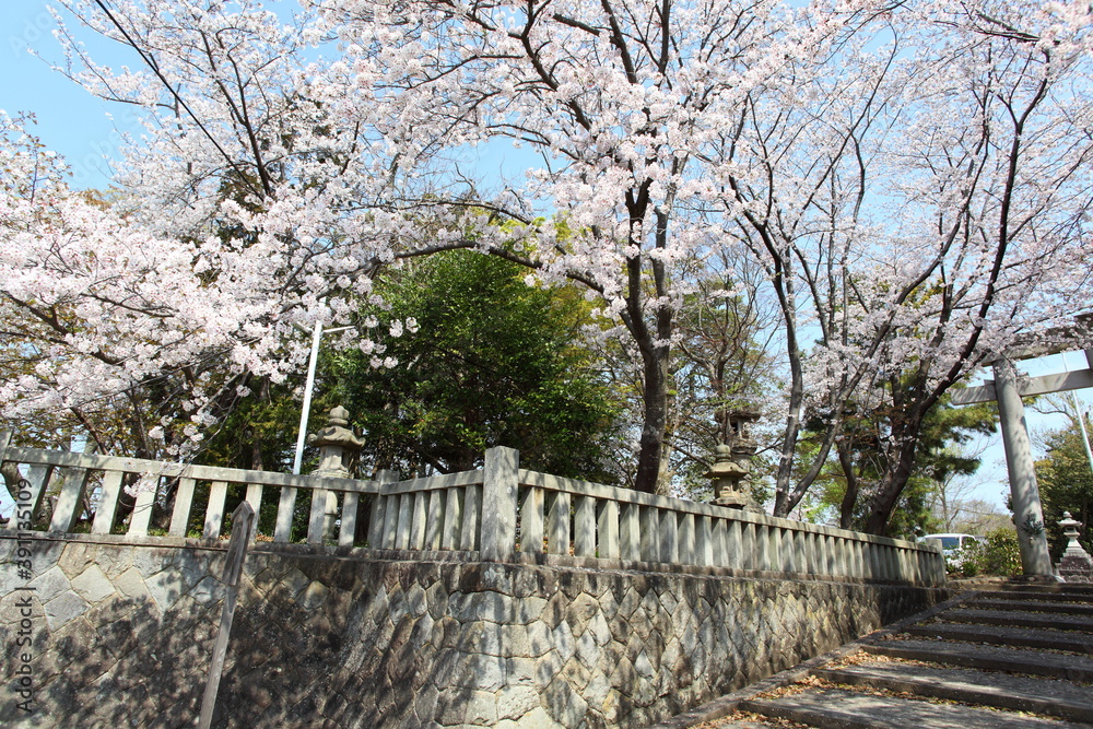 神社の桜