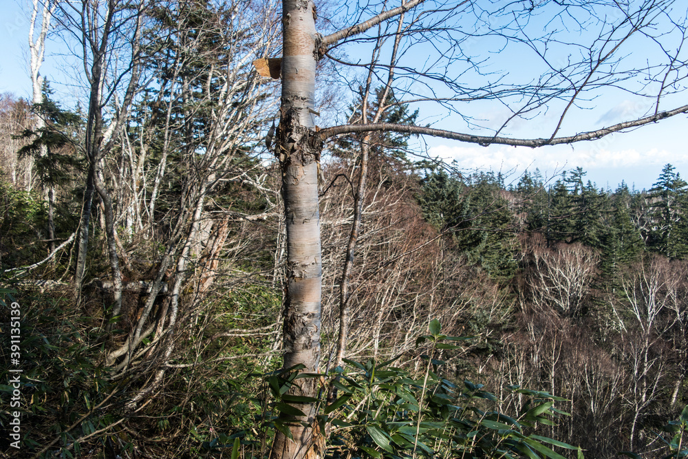 Fototapeta premium 登山道
