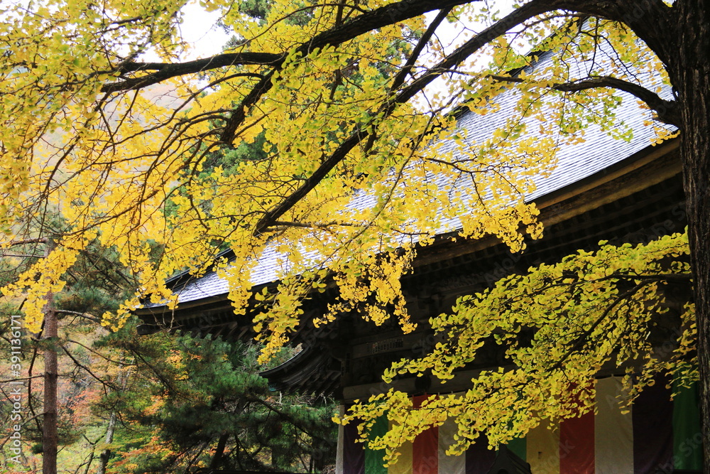 宮城秋保の秋 紅葉の秋保大滝 秋保大滝不動尊 宮城秋保の秋 紅葉の秋保大滝 秋保大滝不動尊