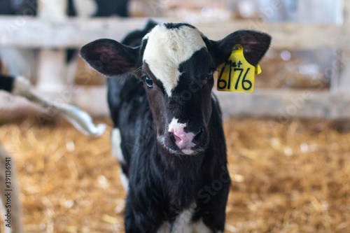 Calf in a straw pen on a dairy farm photo