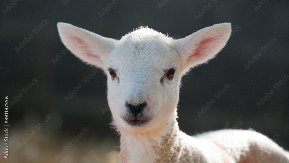 Fototapeta premium New born Lleyn lamb at lambing time