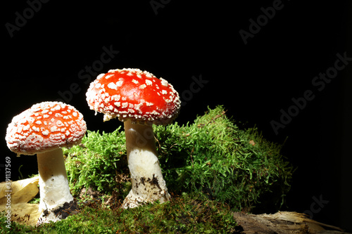 Mushroom fly agaric at the dark, black backround, growing in the moss. English name is Fly agaric, in latin Amanita muscaria. Toxic species with hallucination effect. 