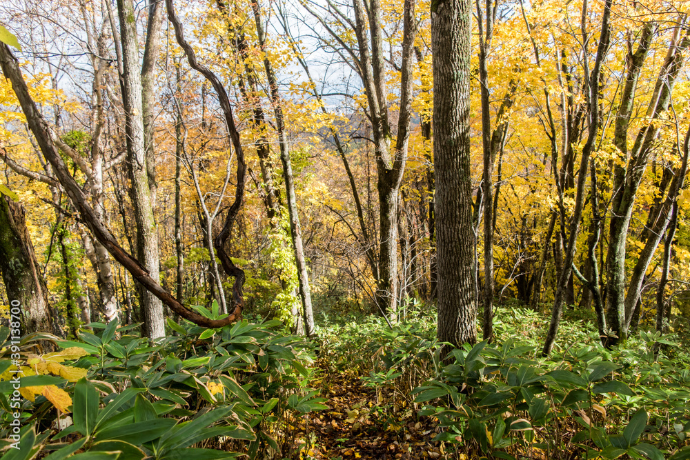 Fototapeta premium 山の紅葉