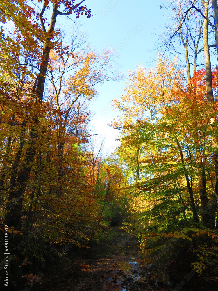 Fototapeta premium walking through shenandoah park at sunset