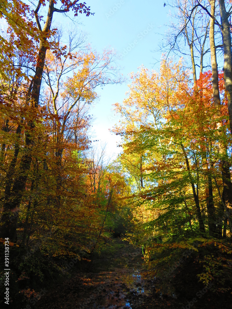 Fototapeta premium walking through shenandoah park at sunset