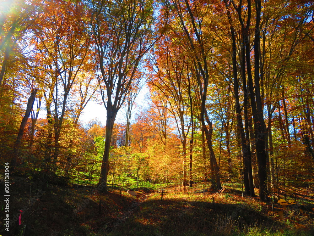 walking through shenandoah park at sunset