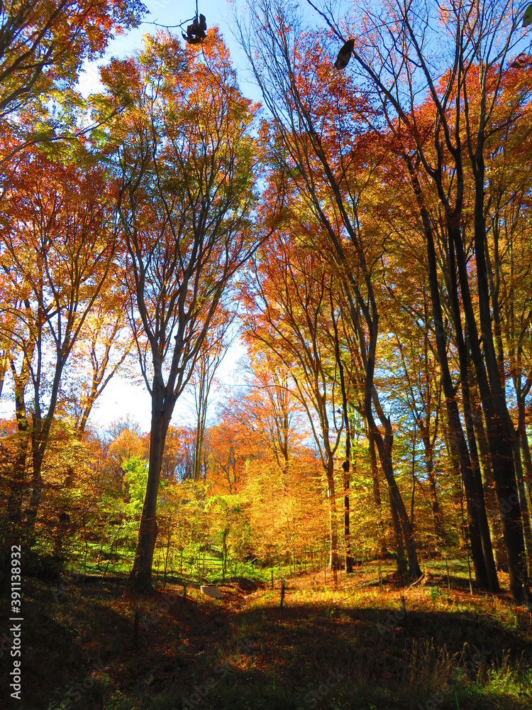 Obraz premium walking through shenandoah park at sunset