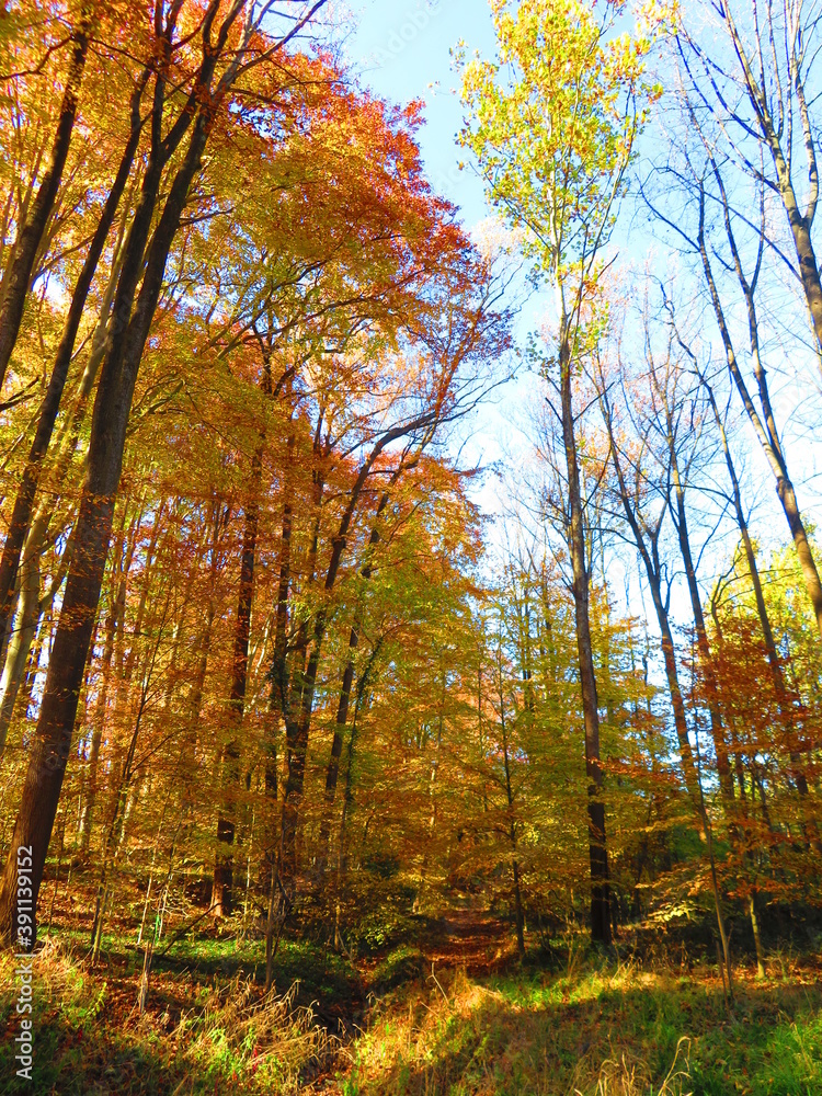 Fototapeta premium walking through shenandoah park at sunset